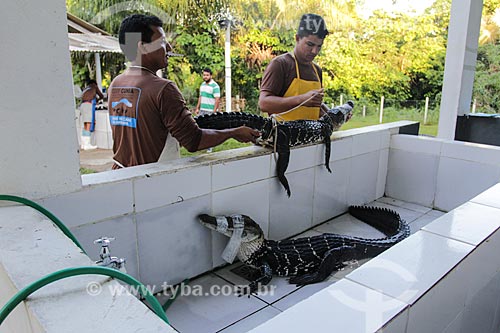  Preparação para abate do Jacaré-açu (Melanosuchus niger) para controle populacional na Reserva Extrativista do Lago Cuniã  - Porto Velho - Rondônia (RO) - Brasil