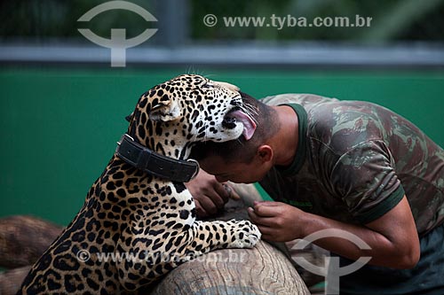  Onça pintada (Panthera onca) e soldado do Centro de Instrução de Guerra na Selva (CIGS)  - Manaus - Amazonas (AM) - Brasil