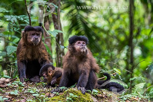  Macacos-prego (Sapajus nigritus) no Parque Nacional de Itatiaia  - Itatiaia - Rio de Janeiro (RJ) - Brasil