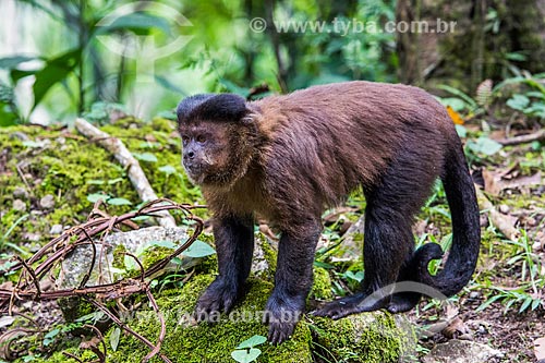  Macaco-prego (Sapajus nigritus) no Parque Nacional de Itatiaia  - Itatiaia - Rio de Janeiro (RJ) - Brasil