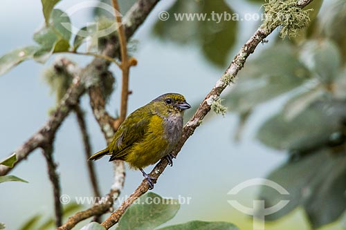  Detalhe de pássaro próximo ao Hotel do Ypê no Parque Nacional de Itatiaia  - Itatiaia - Rio de Janeiro (RJ) - Brasil