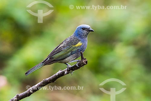  Detalhe de pássaro próximo ao Hotel do Ypê no Parque Nacional de Itatiaia  - Itatiaia - Rio de Janeiro (RJ) - Brasil
