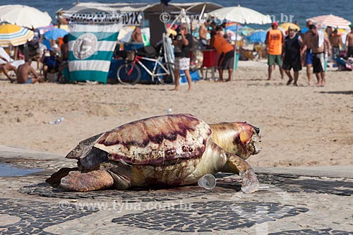 Tartaruga Marinha morta deixada no calçadão da Praia de Ipanema  - Rio de Janeiro - Rio de Janeiro (RJ) - Brasil