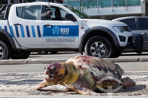  Tartaruga Marinha morta deixada no calçadão da Praia de Ipanema  - Rio de Janeiro - Rio de Janeiro (RJ) - Brasil