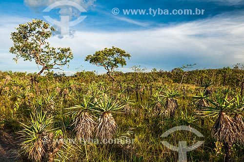  Canela-de-ema (Vellozia squamata) durante a trilha para o Mirante da Janela no Parque Nacional da Chapada dos Veadeiros  - Alto Paraíso de Goiás - Goiás (GO) - Brasil