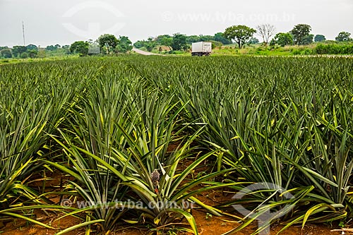  Plantação de Abacaxi (Ananas comosus) às margens da Rodovia Transbrasiliana (BR-153) - também conhecida como Rodovia Belém-Brasília e Rodovia Bernardo Sayão  - Miranorte - Tocantins (TO) - Brasil