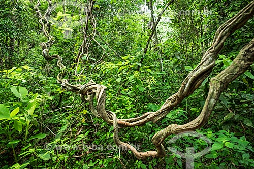  Cipó-escada (Bauhinia Splendens) em área de mata ripária  - Palmas - Tocantins (TO) - Brasil