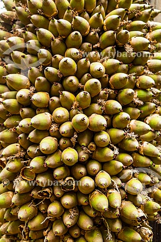  Detalhe de cacho de frutos do Uricurizeiro (Attalea phalerata)  - Palmas - Tocantins (TO) - Brasil