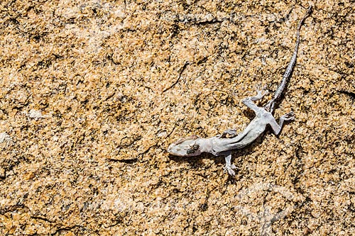 Detalhe de lagarto morto sob pedra na Praia dos Açores  - Florianópolis - Santa Catarina (SC) - Brasil