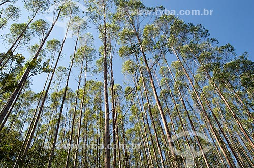  Detalhe de plantação de eucalipto no distrito de Cisneiros  - Palma - Minas Gerais (MG) - Brasil