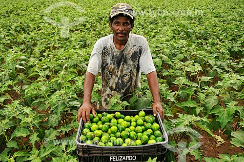  Trabalhador rural colhendo jiló  - Mirassol - São Paulo (SP) - Brasil