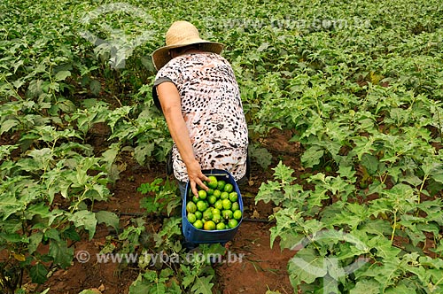  Trabalhador rural colhendo jiló  - Mirassol - São Paulo (SP) - Brasil