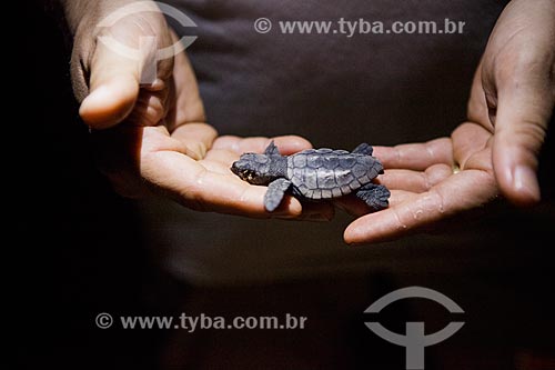  Voluntários do Projeto TAMAR transportando filhotes de examinando tartaruga marinha  - Linhares - Espírito Santo (ES) - Brasil