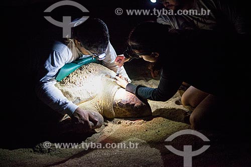  Voluntários do Projeto TAMAR examinando tartaruga marinha  - Linhares - Espírito Santo (ES) - Brasil