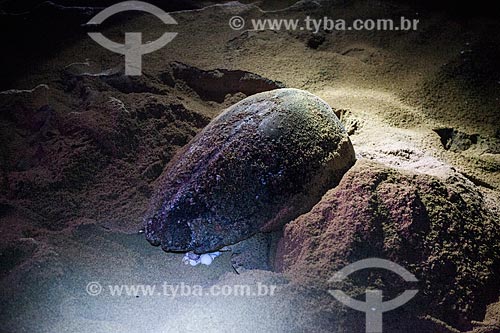  Tartaruga marinha colocando ovos sob o acompanhamento de voluntários do Projeto TAMAR  - Linhares - Espírito Santo (ES) - Brasil