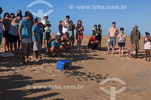  Filhote de tartarugas marinhas transportada por voluntários do Projeto TAMAR para área longe da lama após rompimento da barragem de rejeitos de mineração da empresa Samarco em Mariana (MG)  - Linhares - Espírito Santo (ES) - Brasil