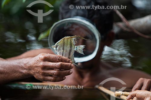  Detalhe de ribeirinho pescando Acará-Bandeira (Pterophyllum scalare) no Rio Negro  - Barcelos - Amazonas (AM) - Brasil