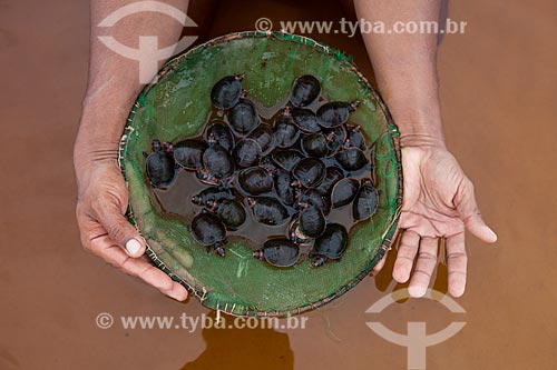  Detalhe de filhotes de Tartaruga Irapuca (Podocnemis erythrocephala) no Rio Negro  - Barcelos - Amazonas (AM) - Brasil