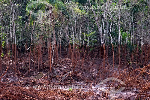  Árvores às margens do Rio Gualaxo do Norte no distrito de Paracatu de Baixo após o rompimento de barragem de rejeitos de mineração da empresa Samarco em Mariana (MG)  - Mariana - Minas Gerais (MG) - Brasil