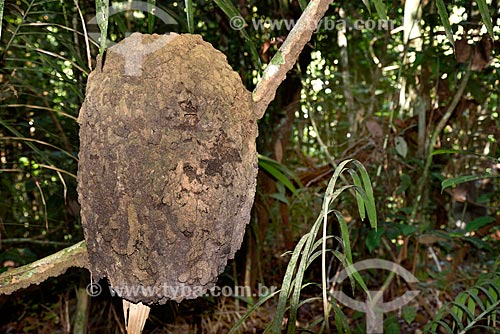  Cupinzeiro em cipó na Floresta Amazônica  - Novo Airão - Amazonas (AM) - Brasil