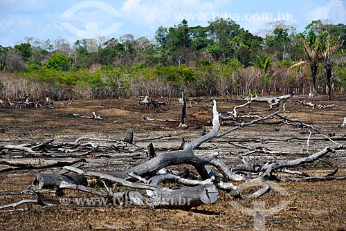  Queimada na Floresta Amazônica às margens da Rodovia AM-352  - Novo Airão - Amazonas (AM) - Brasil