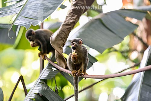  Macaco-de-cheiro (Saimiri sciureus) - no Bosque da Ciência do Instituto Nacional de Pesquisas da Amazônia (INPA)  - Manaus - Amazonas (AM) - Brasil