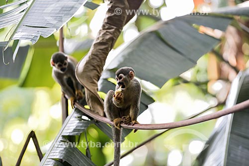  Macaco-de-cheiro (Saimiri sciureus) - no Bosque da Ciência do Instituto Nacional de Pesquisas da Amazônia (INPA)  - Manaus - Amazonas (AM) - Brasil