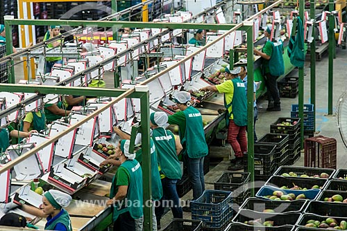  Seleção e embalagem de mangas para exportação - Packing House - Projeto Nilo Coelho - Vale do São Francisco  - Petrolina - Pernambuco (PE) - Brasil
