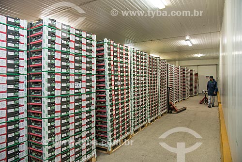  Paletes com caixas de mangas para exportação na câmera fria do Packinga House - Projeto Nilo Coelho - Vale do São Francisco  - Petrolina - Pernambuco (PE) - Brasil