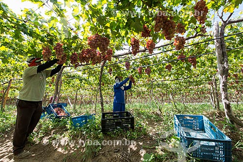  Colheita de uva red - Projeto Nilo Coelho - Vale do São Francisco  - Petrolina - Pernambuco (PE) - Brasil