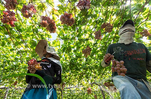  Colheita de uva red - Projeto Nilo Coelho - Vale do São Francisco  - Petrolina - Pernambuco (PE) - Brasil