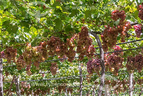  Cacho de uva red - Projeto Nilo Coelho - Vale do São Francisco  - Petrolina - Pernambuco (PE) - Brasil