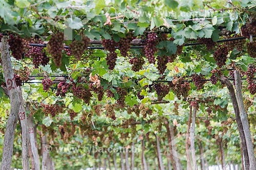  Cachos de uva red - Projeto Nilo Coelho - Vale do São Francisco  - Petrolina - Pernambuco (PE) - Brasil