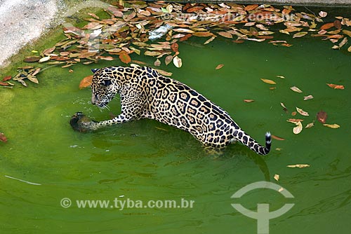  Onça pintada (Panthera onca) no jardim zoológico do Centro de Instrução de Guerra na Selva  - Manaus - Amazonas (AM) - Brasil