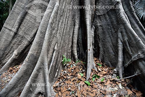  Detalhe de sapopemas de Sumaúma (Ceiba pentandra) no Parque Ecológico do Lago Janauari  - Iranduba - Amazonas (AM) - Brasil