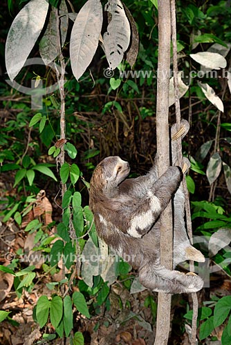 Bicho-Preguiça no Parque Ecológico do Lago Janauari  - Iranduba - Amazonas (AM) - Brasil