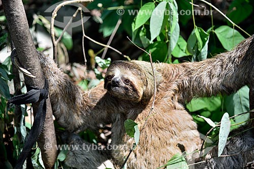  Bicho-Preguiça no Parque Ecológico do Lago Janauari  - Iranduba - Amazonas (AM) - Brasil