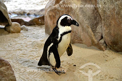  Pinguim africano (Spheniscus demersus) no Two Oceans Aquarium (Aquário Dois Oceanos)  - Cidade do Cabo - Província do Cabo Ocidental - África do Sul