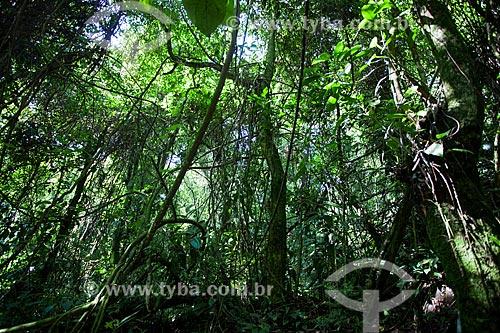  Árvores na sede Guapimirm do Parque Nacional da Serra dos Órgãos  - Guapimirim - Rio de Janeiro (RJ) - Brasil