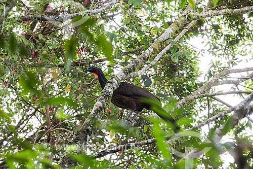  Jacuguaçu (Penelope obscura) - também conhecida como Jacuaçu - no Parque Nacional da Serra dos Órgãos  - Teresópolis - Rio de Janeiro (RJ) - Brasil