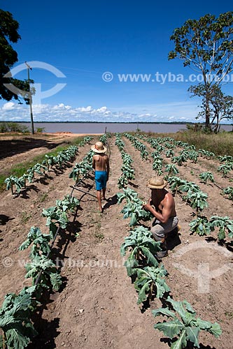  Colheita de couve em plantação de várzea  - Iranduba - Amazonas (AM) - Brasil