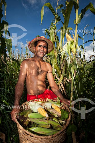  Colheita de milho em plantação de várzea do Rio Amazonas  - Iranduba - Amazonas (AM) - Brasil