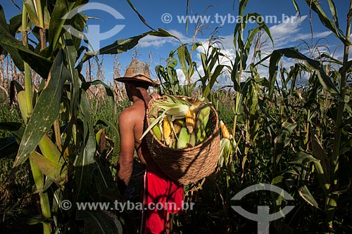  Colheita de milho em plantação de várzea do Rio Amazonas  - Iranduba - Amazonas (AM) - Brasil