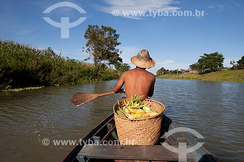  Colheita e transporte de milho - várzea do Rio Amazonas  - Iranduba - Amazonas (AM) - Brasil