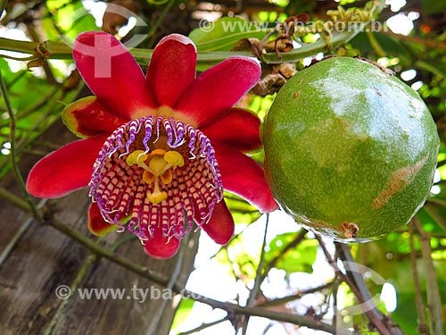  Flor e fruto de Maracujá  - Canela - Rio Grande do Sul (RS) - Brasil