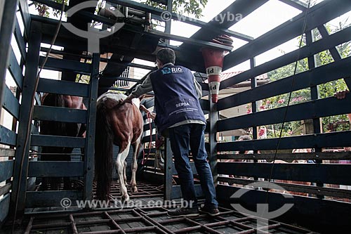  Embarque dos cavalos da Ilha de Paquetá após proibição de veículos de tração animal  - Rio de Janeiro - Rio de Janeiro (RJ) - Brasil