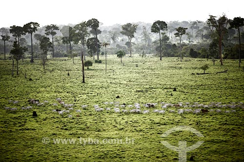  Área de pasto na Floresta Amazônica  - Acre (AC) - Brasil