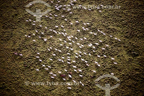  Foto aérea de área de pasto na Floresta Amazônica  - Acre (AC) - Brasil