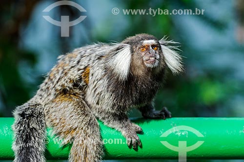  Detalhe de mico-estrela (Callithrix penicillata) na Pista Cláudio Coutinho - também conhecida como Caminho do Bem-te-Vi ou Estrada do Costão  - Rio de Janeiro - Rio de Janeiro (RJ) - Brasil