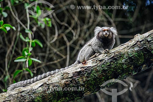  Detalhe de mico-estrela (Callithrix penicillata) na Pista Cláudio Coutinho - também conhecida como Caminho do Bem-te-Vi ou Estrada do Costão  - Rio de Janeiro - Rio de Janeiro (RJ) - Brasil